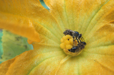 blossom and bees cvet in čebele (IMG_1464m.jpg)