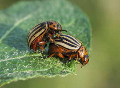 potato beetle koloradski hrošč Leptinotarsa decemlineata (IMG_8273m.jpg)