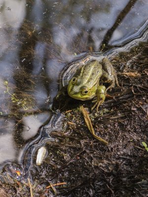 green frog (IMG_6704m.jpg)