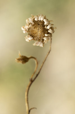dry blossom (IMG_3969m.jpg)