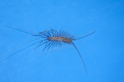 centipede (IMG_4018m1.jpg)