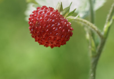 wild strawberry (IMG_7710m.jpg)