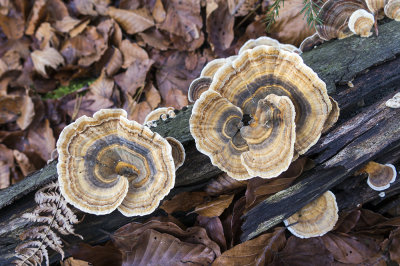 wood mushrooms (IMG_4064m.jpg)