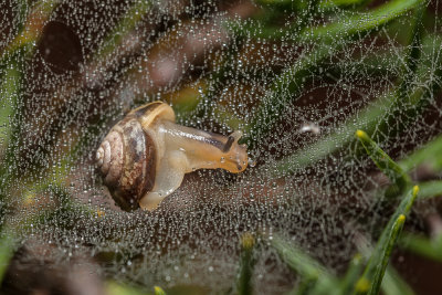 snail on cobwebs (_MG_8657m.jpg)