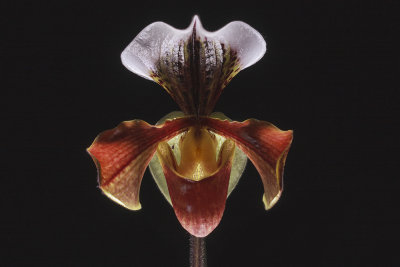 orchid (_MG_9005m.jpg)