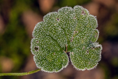 frost on leave (_MG_7307m.jpg)