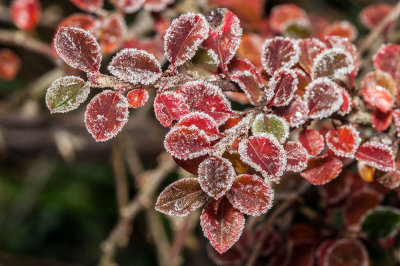 frost on leaves (_MG_7267m.jpg)