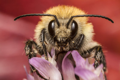 bee on clover blosom (_MG_7328m.jpg)