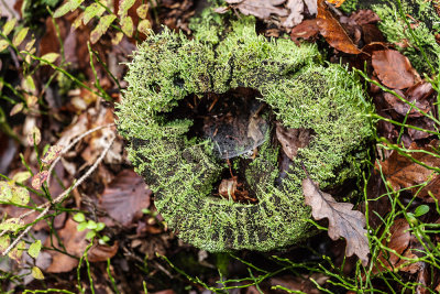 rotten stump (_MG_9769m.jpg)