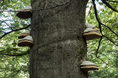 tree mushrooms (IMG_1771m.jpg)