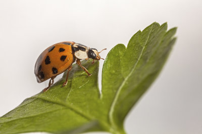 ladybird (_MG_2691m.jpg)