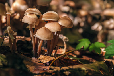 mushrooms (_MG_4025m.jpg)