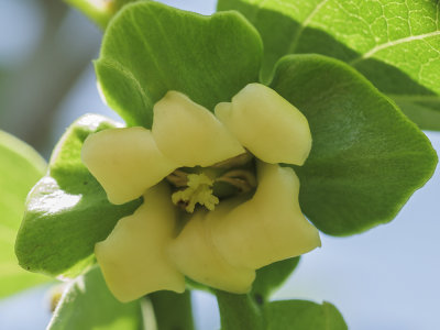 Kaki blossom - Diospyros kaki (IMG_8053m.jpg)