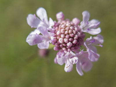 poljski grintavec Scabiosa triandra (IMG_8687m.jpg)