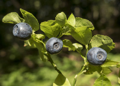 cyanococcus blueberries borovnice (IMG_8950m.jpg)
