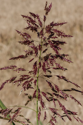 grass seed (_MG_3108m.jpg)