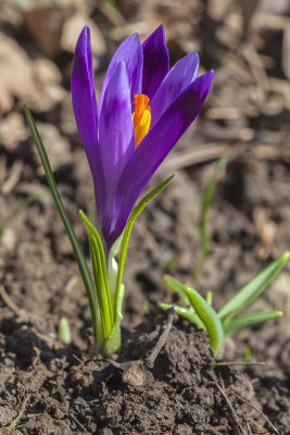 crocus (_MG_3575m.jpg)