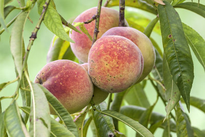 peaches breskve Prunus persica (_MG_4655m.jpg)
