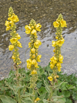 Verbascum thapsus (IMG_2028m.jpg)