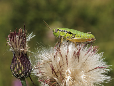 grasshopper (IMG_9075m.jpg)