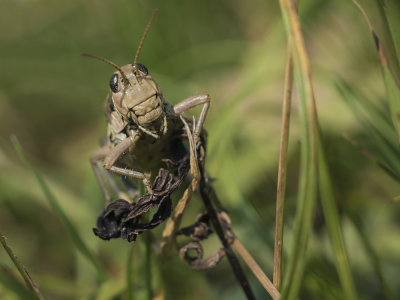 grasshopper kobilica (IMG_9582m.jpg)