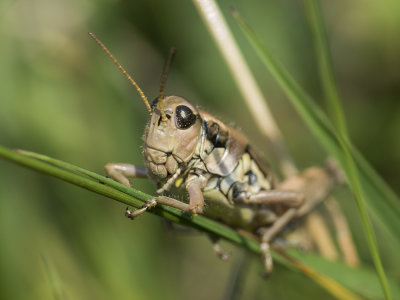 grasshopper kobilica (IMG_9574m.jpg)