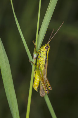 grasshopper kobilica (_MG_4188m.jpg)