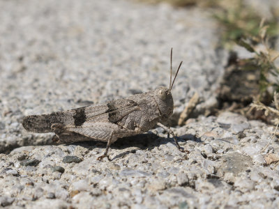 grasshopper (IMG_0411m.jpg)