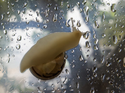 snail on wet window (IMG_7610m.jpg)