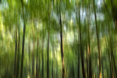 magic forest (IMG_0480m.jpg)