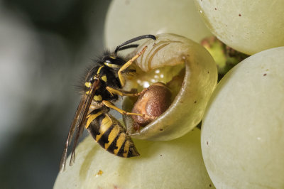 wasp on grapes (IMG_1907m.jpg)