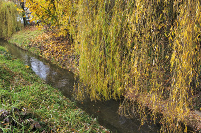 autumn at creek (IMG_3671m.jpg)
