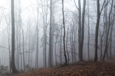 fog in forest (IMG_4124m.jpg)