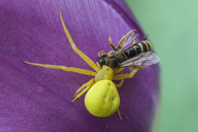 spidera and bee (IMG_2622m.jpg)
