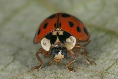 ladybug (IMG_0311m.jpg____)