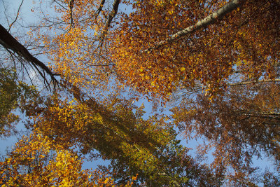 autumn forest IMG_7978m.jpg