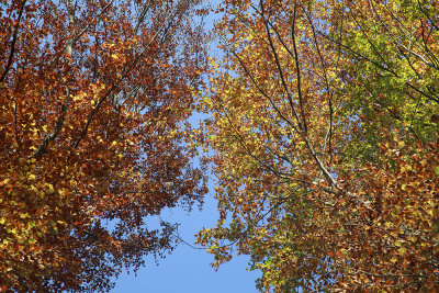 autumn leaves (IMG_7990m.jpg)