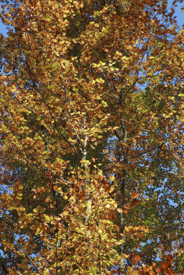 autumn leaves IMG_7999m.jpg
