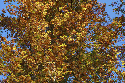 autumn leaves IMG_8004m.jpg