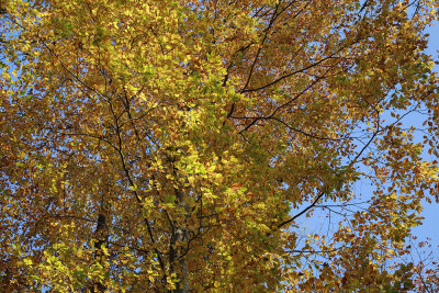 autumn leaves IMG_8008m.jpg