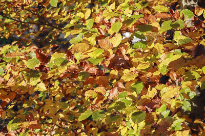 autumn leaves IMG_7977m.jpg
