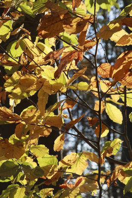 autumn leaves IMG_8011m.jpg