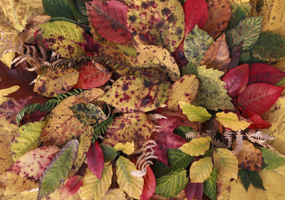 autumn leaves IMG_8073m.jpg