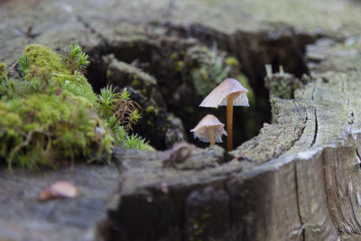 mushrooms (IMG_7829m.jpg)