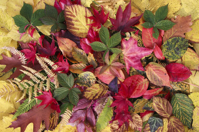 autumn bouquet (IMG_6797m.jpg)
