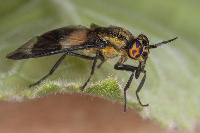 Diptera Brachycera  (_MG_8764m.jpg)