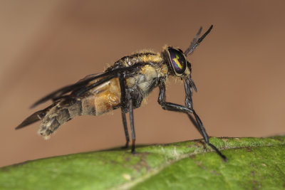 Diptera Brachycera (IMG_5514m.jpg