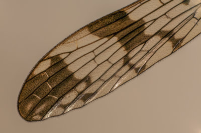 wing (krilo-m.jpg)