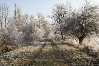 morning frost (IMG_8869ok copy.jpg)