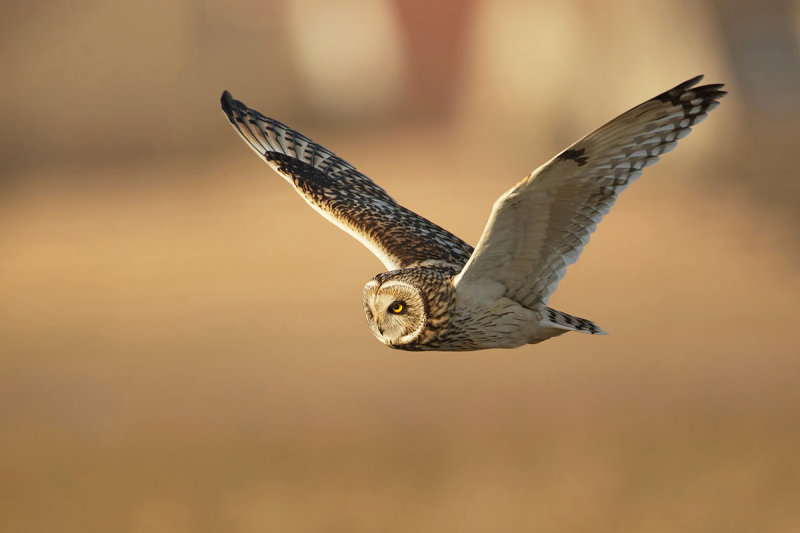 Short Eared Owl (Velduil)